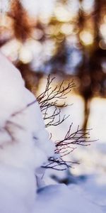 Macro,Branches,Winter,Snow