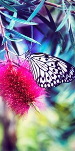 Brillante,Flor,Macro,Suave,Borrosidad,Mariposa