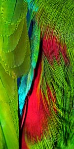 Macro,Brillant,Coloration,Multicolore,Irisé,Iridescent,Plumes,Couleurs