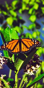 Macro,Bright,Danaida Monarch,Patterns,Close Up,Butterfly