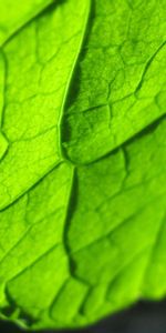 Macro,Bright,Sheet,Leaf,Carved,Lines