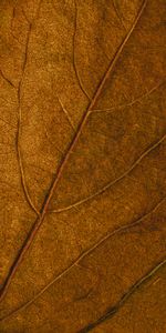 Macro,Brown,Surface,Veins,Leaflet