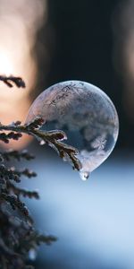 Macro,Bubble,Branch,Ice