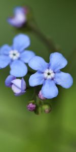 Bourgeon,Flou,Fleur De Brunner,Pétales,Lisse,Macro