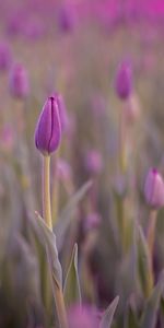 Flor,Macro,Yema,Brote,Rocío,Mojado,Tulipán,Púrpura,Violeta