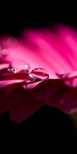 Macro,Bud,Drop,Gerbera,Petals,Flower