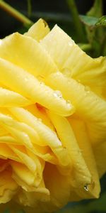 Macro,Bud,Drops,Rose,Rose Flower,Leaves