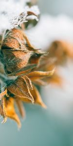 Macro,Bud,Dry,Hairs,Petals,Plant