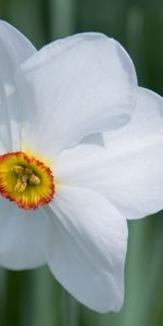 Macro,Bud,Narcissus,Flower