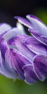 Macro,Bud,Osteospermum,Flower