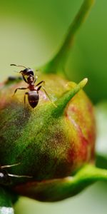 Macro,Brote,Yema,Pion,Peonía,Hormigas,Insectos