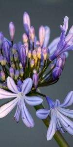 Bourgeon,Fleur,Pétales,Macro