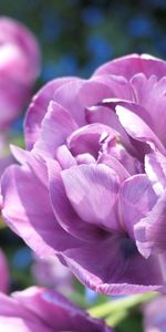 Planter,Bourgeon,Plante,Pétales,Fleur,Macro