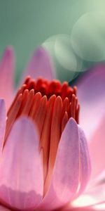 Macro,Bud,Pink,Petals,Flower