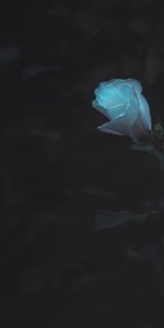 Macro,Bud,Plant,Flowering,Bloom,Dark,Flower