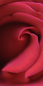 Macro,Bud,Rose Flower,Petals,Rose