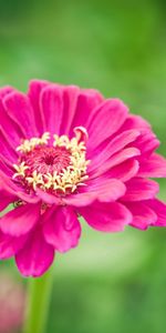 Macro,Bud,Stem,Stalk,Flower