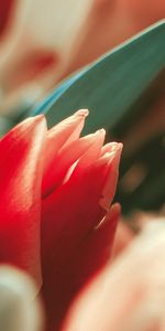 Macro,Bud,Tulip,Stem,Stalk,Flower