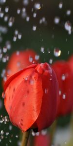 Macro,Buds,Bouquet,Drops,Tulips