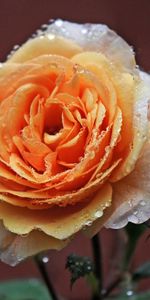 Rosée,Drops,Macro,Bourgeons,Une Rose,Rose