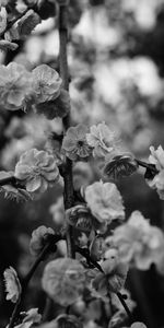 Flores,Arbusto,Macro,Florecer,Floración,Rama,Bw,Chb