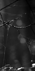 Macro,Bw,Braiding,Weaving,Web,Glare,Chb,Dark