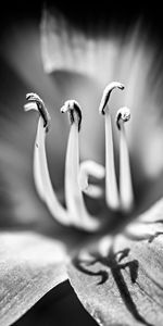 Flor,Bw,Lirio,Azucena,Macro,Chb