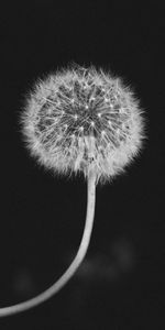 Macro,Bw,Dandelion,Chb,Fuzz,Fluff