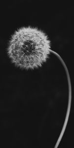 Flor,Macro,Bw,Diente De León,Pelusa,Chb