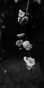 Macro,Bw,Flowers,Flowering,Branch,Bloom,Chb,Spring