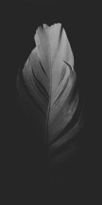 Pluma,Macro,Oscuro,Bw,Plumelet,Chb