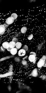 Macro,Bw,Spider,Web,Glare,Drops,Chb