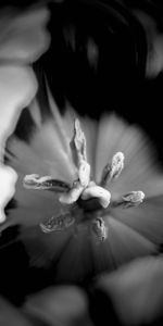 Flor,Macro,Bw,Tulipán,Chb