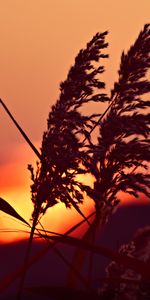 Macro,Cane,Reed,Panicles,Nature,Close Up,Dawn