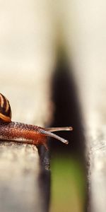 Macro,Carapace,Antennae,Tendrils,Snail,Shell