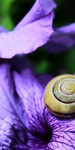 Escargot,Mollusque,Macro,Carapace,Palourde,Fleur,Coquille