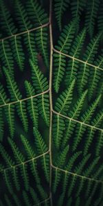 Macro,Carved,Plant,Fern,Leaves