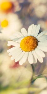 Macro,Chamomile,Camomile,Flower