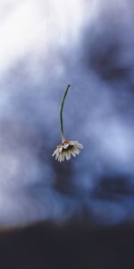 Flor,Macro,Manzanilla,Minimalismo