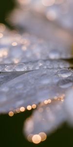 Macro,Chamomile,Drops,Close Up,Camomile,Flower