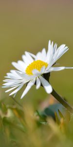 Macro,Chamomile,Flower,Petals,Camomile