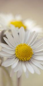 Macro,Chamomile,Flowers,Petals,Camomile