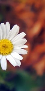 Camomille,Fleur,Macro,Pétales