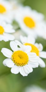 Fleurs,Macro,Camomille,Fleur,Wildflowers,Pétales,Fleurs Sauvages