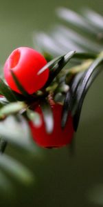 Macro,Close Up,Branch,Berry,Thorns,Prickles