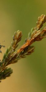 Macro,De Cerca,Primer Plano,Rama,Mariquita,Gatear