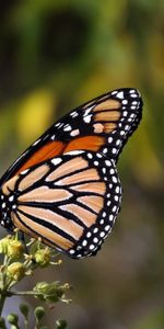 Macro,De Cerca,Primer Plano,Marrón,Mariposa,Mariposa Monarca