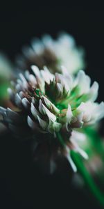 Macro,Close Up,Clover,Inflorescence,Flower