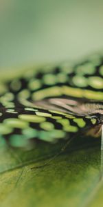 Macro,Close Up,Eyes,Butterfly