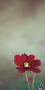 Macro,Close Up,Field,Kosmeya,Cosmos,Flower